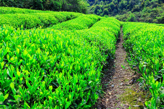 茶園茶場(chǎng)種植