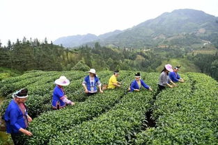 三江扶貧隊員 侗歌傳唱新生活，農副產品暢銷路