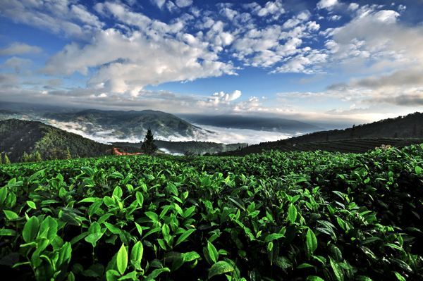 古樹茶 vs 臺地茶 一杯茶背后的生態、風味與市場選擇