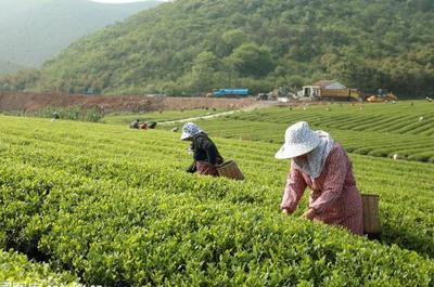 草根“茶人”羅平琴 茶山種出致富夢，年入40萬的創業心路